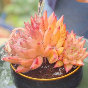 Cách tưới nước sen đá, từ khi mới trồng tới lúc ép màu sen đá缩略图