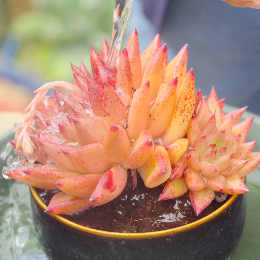 Cách tưới nước sen đá, từ khi mới trồng tới lúc ép màu sen đá缩略图 Cách tưới nước sen đá, từ khi mới trồng tới lúc ép màu sen đá缩略图