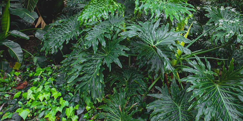 20+ Loại cây chịu bóng râm dễ trồng cho không gian ít nắng缩略图 20+ Loại cây chịu bóng râm dễ trồng cho không gian ít nắng缩略图