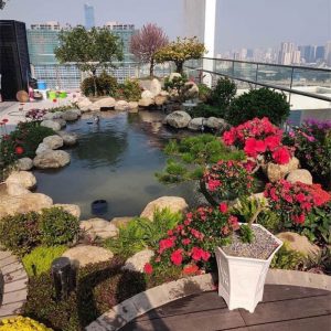 Làm hồ cá Koi trên sân thượng an toàn, thẩm mỹ, bền vững缩略图