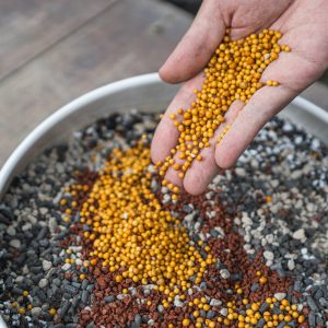 Phân bón cho sen đá: loại nào tốt nhất, khi nào cần bón phân?缩略图