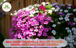 HOA TRIỆU CHUÔNG LÀ HOA GÌ? Ý NGHĨA PHONG THỦY HOA TRIỆU CHUÔNG缩略图