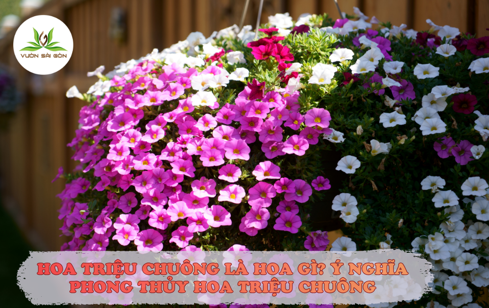 HOA TRIỆU CHUÔNG LÀ HOA GÌ? Ý NGHĨA PHONG THỦY HOA TRIỆU CHUÔNG缩略图