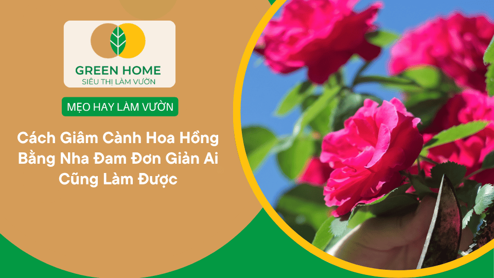 Cách Giâm Cành Hoa Hồng Bằng Nha Đam Đơn Giản Ai Cũng Làm Được缩略图 Cách Giâm Cành Hoa Hồng Bằng Nha Đam Đơn Giản Ai Cũng Làm Được缩略图