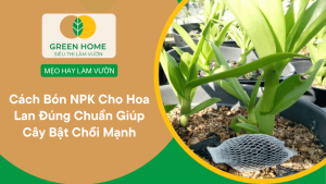 Cách Bón NPK Cho Hoa Lan Đúng Chuẩn Giúp Cây Bật Chồi Mạnh, Hoa Nở Rộ缩略图