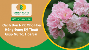 Cách Bón NPK Cho Hoa Hồng Đúng Kỹ Thuật Giúp Nụ To, Hoa Sai Và Bền Màu缩略图