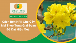Cách Bón NPK Cho Cây Mai Theo Từng Giai Đoạn Để Đạt Hiệu Quả Cao Nhất缩略图