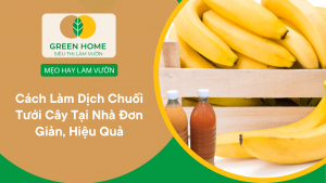 Cách Làm Dịch Chuối Tưới Cây Tại Nhà Cho Người Mới Trồng Cây Đơn Giản, Hiệu Quả缩略图
