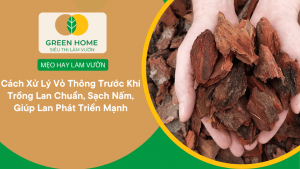 Hướng Dẫn Cách Xử Lý Vỏ Thông Trước Khi Trồng Lan Giúp Rễ Bám Nhanh – Không Lo Nấm Bệnh缩略图