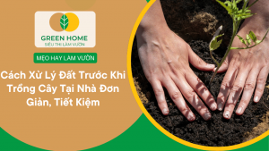 Hướng Dẫn Cách Xử Lý Vỏ Thông Trước Khi Trồng Lan Giúp Rễ Bám Nhanh – Không Lo Nấm Bệnh缩略图