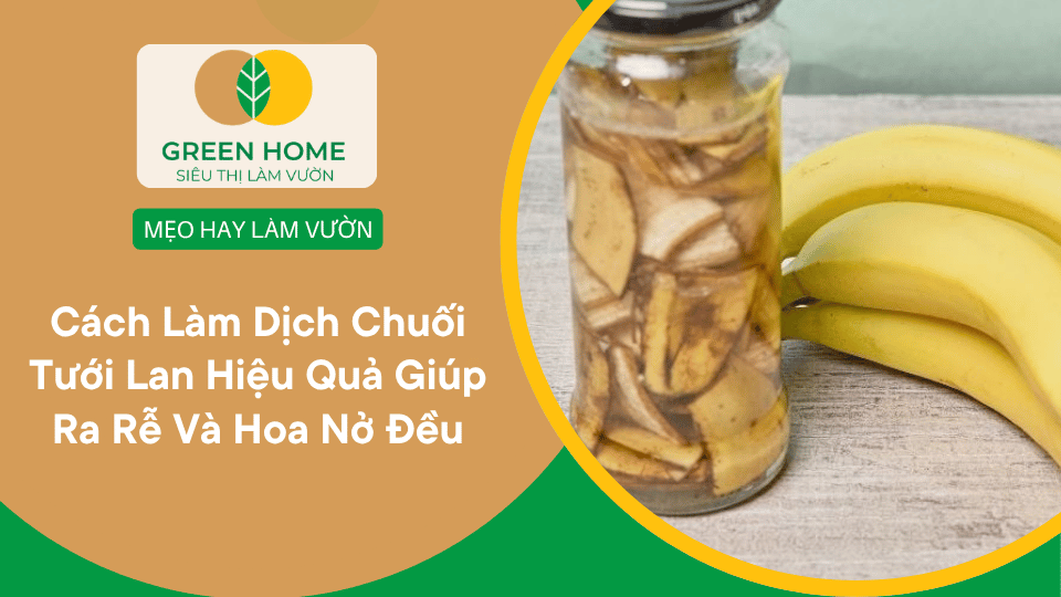 Cách Làm Dịch Chuối Tưới Lan Hiệu Quả Giúp Lan Ra Rễ Mạnh Và Hoa Nở Đều缩略图