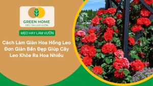 Cách Làm Giàn Hoa Hồng Leo Đơn Giản Bền Đẹp Giúp Cây Leo Khỏe Ra Hoa Nhiều缩略图