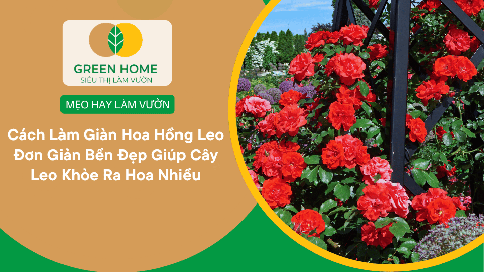 Cách Làm Giàn Hoa Hồng Leo Đơn Giản Bền Đẹp Giúp Cây Leo Khỏe Ra Hoa Nhiều缩略图 Cách Làm Giàn Hoa Hồng Leo Đơn Giản Bền Đẹp Giúp Cây Leo Khỏe Ra Hoa Nhiều缩略图