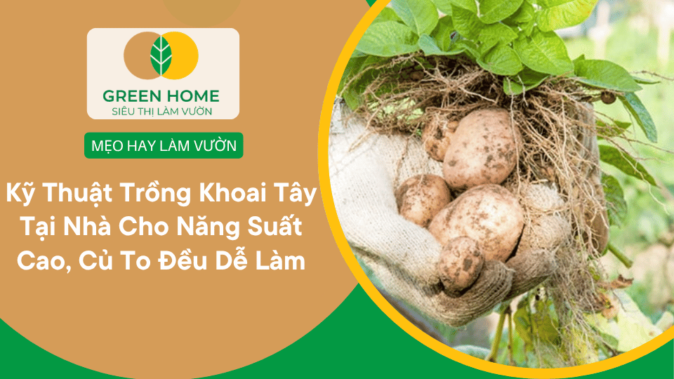 Kỹ Thuật Trồng Khoai Tây Tại Nhà Cho Năng Suất Cao, Củ To Đều Dễ Làm缩略图
