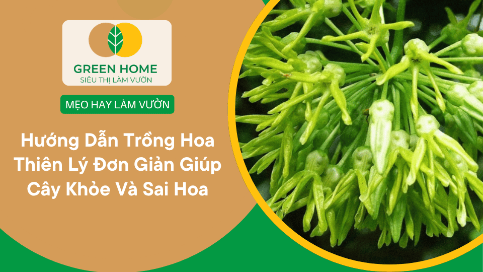 Hướng Dẫn Trồng Hoa Thiên Lý Đơn Giản Giúp Cây Khỏe Và Sai Hoa缩略图