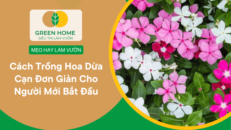 Cách Trồng Hoa Dừa Cạn Chuẩn Nhất Cho Hoa Nở Quanh Năm缩略图