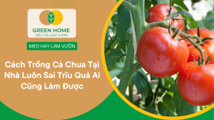 Cách Trồng Cà Chua Tại Nhà Đơn Giản, Hiệu Quả Cho Năng Suất Cao缩略图