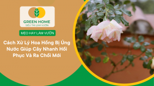 Cách Xử Lý Hoa Hồng Bị Úng Nước Giúp Cây Nhanh Hồi Phục Và Ra Chồi Mới缩略图