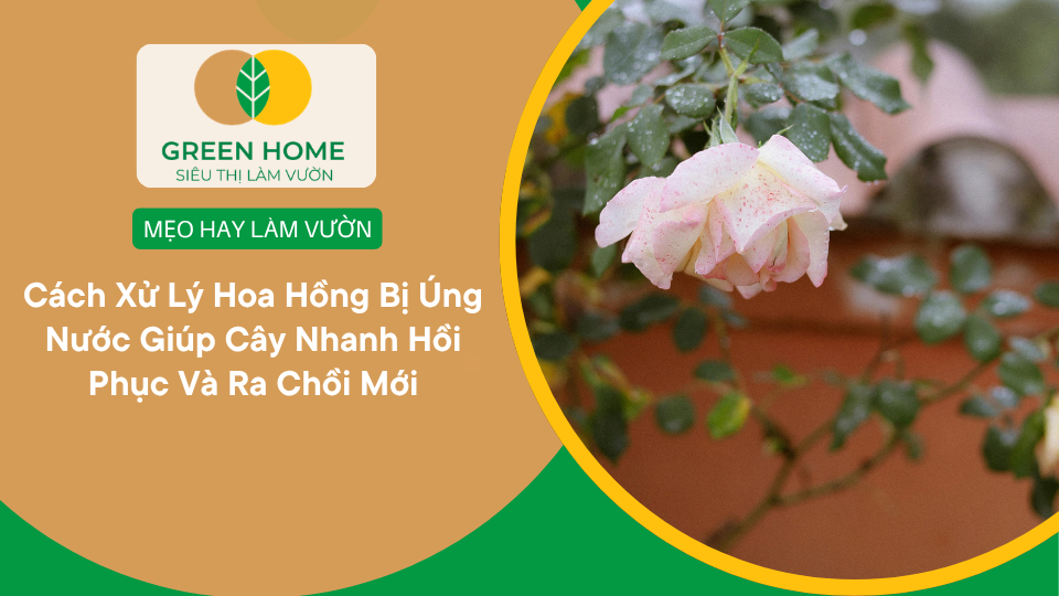 Cách Xử Lý Hoa Hồng Bị Úng Nước Giúp Cây Nhanh Hồi Phục Và Ra Chồi Mới缩略图 Cách Xử Lý Hoa Hồng Bị Úng Nước Giúp Cây Nhanh Hồi Phục Và Ra Chồi Mới缩略图