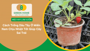 Cách Trồng Dâu Tây Ở Miền Nam Chịu Nhiệt Tốt Giúp Cây Sai Trái缩略图