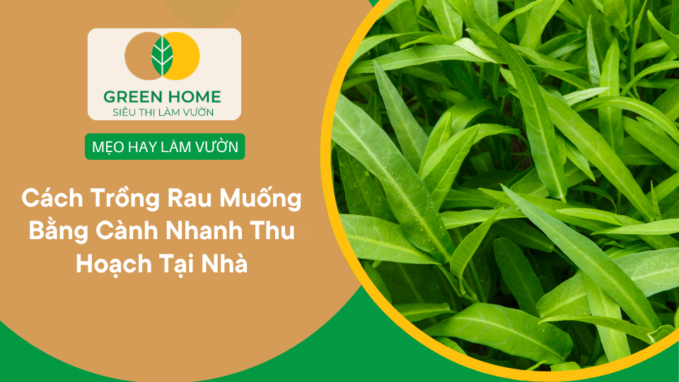 Cách Trồng Rau Muống Bằng Cành Nhanh Thu Hoạch Tại Nhà缩略图 Cách Trồng Rau Muống Bằng Cành Nhanh Thu Hoạch Tại Nhà缩略图