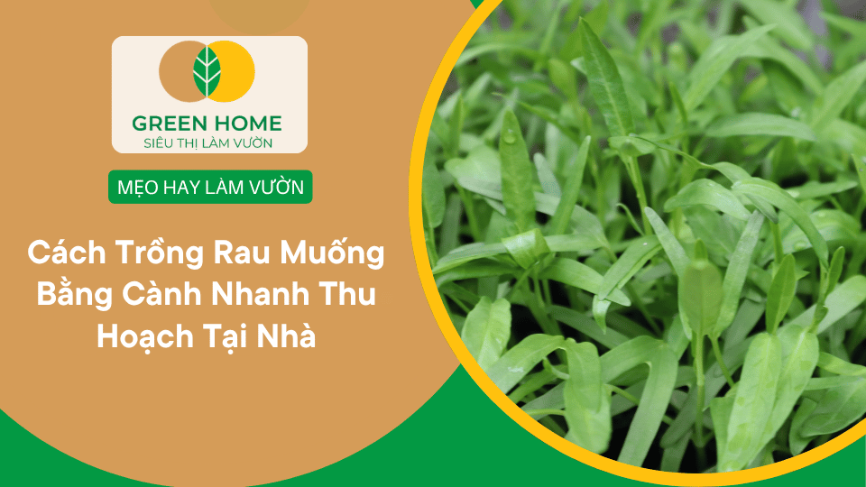 Cách Trồng Rau Muống Thủy Canh Tại Nhà Dễ Làm, Nhanh Thu Hoạch缩略图 Cách Trồng Rau Muống Thủy Canh Tại Nhà Dễ Làm, Nhanh Thu Hoạch缩略图