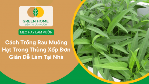 Cách Trồng Rau Muống Hạt Trong Thùng Xốp Đơn Giản Dễ Làm Tại Nhà缩略图