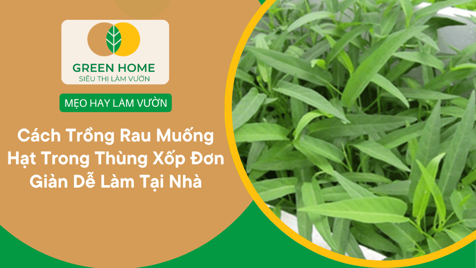 Cách Trồng Rau Muống Hạt Trong Thùng Xốp Đơn Giản Dễ Làm Tại Nhà缩略图 Cách Trồng Rau Muống Hạt Trong Thùng Xốp Đơn Giản Dễ Làm Tại Nhà缩略图