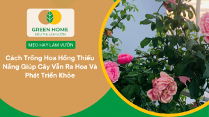 Cách Trồng Hoa Hồng Thiếu Nắng Giúp Cây Vẫn Ra Hoa Và Phát Triển Khỏe缩略图
