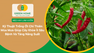 Kỹ Thuật Trồng Ớt Chỉ Thiên Mùa Mưa Giúp Cây Khỏe Ít Sâu Bệnh Và Tăng Năng Suất缩略图