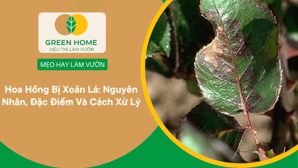Hoa Hồng Bị Xoăn Lá: Nguyên Nhân, Đặc Điểm Và Cách Xử Lý缩略图 Hoa Hồng Bị Xoăn Lá: Nguyên Nhân, Đặc Điểm Và Cách Xử Lý缩略图