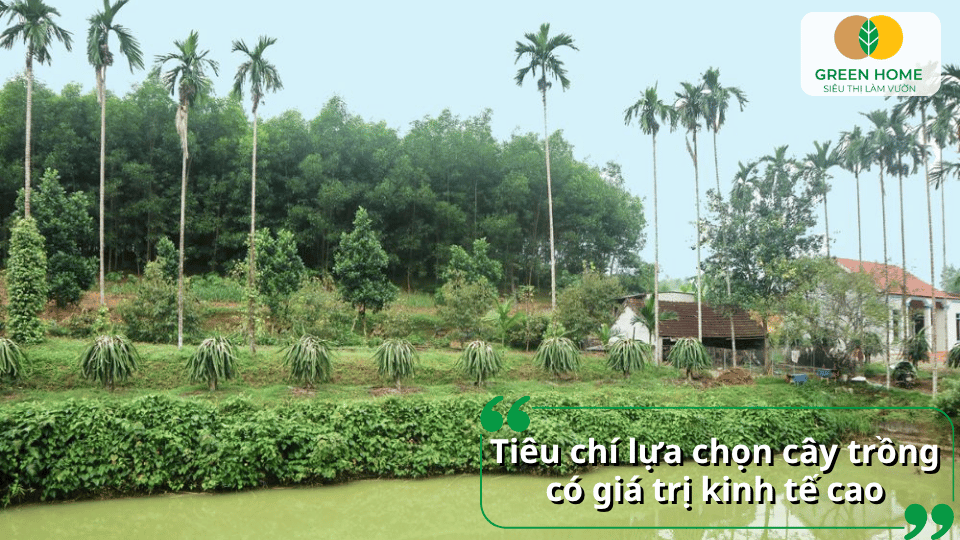 Gợi Ý Trồng Cây Gì Có Giá Trị Kinh Tế Cao Dễ Tiêu Thụ Dễ Bán Lợi Nhuận Ổn Định缩略图