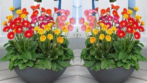 Top 15+ loài hoa trồng trong nhà đẹp, dễ chăm được ưa chuộng缩略图