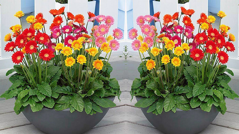 Top 15+ loài hoa trồng trong nhà đẹp, dễ chăm được ưa chuộng缩略图