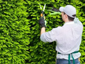 Nên cắt tỉa cây vào lúc nào? Thời điểm tốt nhất giúp cây khỏe, đẹp缩略图