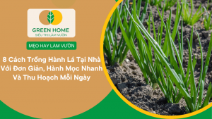 Cách Trồng Hành Lá Tại Nhà Với 8 Cách Đơn Giản, Hành Mọc Nhanh Và Thu Hoạch Mỗi Ngày缩略图