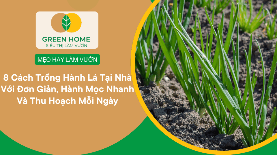 Cách Trồng Hành Lá Tại Nhà Với 8 Cách Đơn Giản, Hành Mọc Nhanh Và Thu Hoạch Mỗi Ngày缩略图