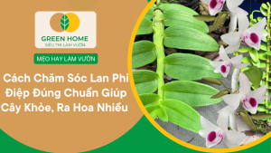 Cách Chăm Sóc Lan Phi Điệp Đúng Chuẩn Giúp Cây Khỏe, Ra Hoa Nhiều và Bền Màu缩略图