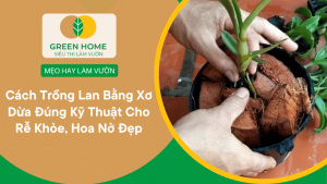Cách Trồng Lan Bằng Xơ Dừa Đúng Kỹ Thuật Cho Rễ Khỏe, Hoa Nở Sai Mê Ly缩略图
