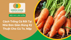 Cách Trồng Cà Rốt Tại Nhà Đơn Giản Đúng Kỹ Thuật Cho Củ To, Mập缩略图