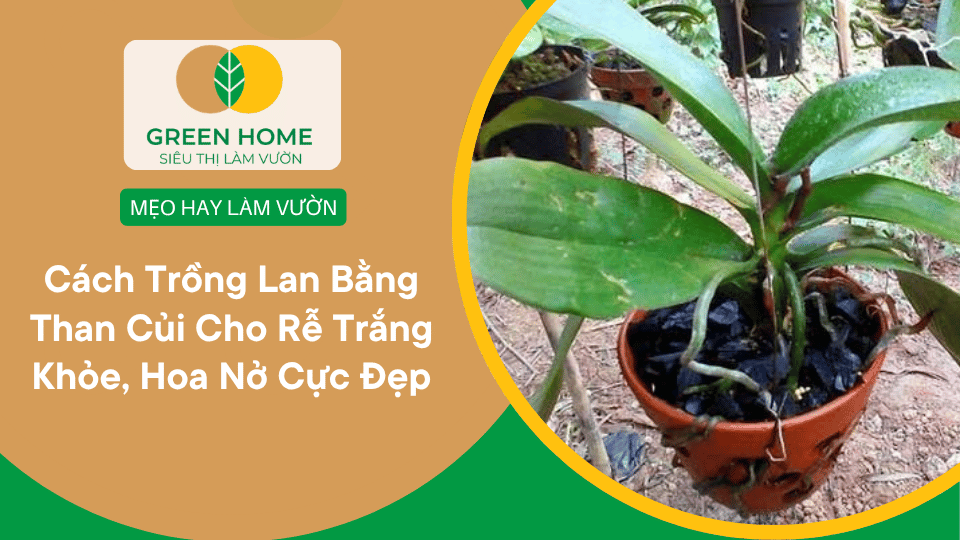 Cách Trồng Lan Bằng Than Củi Cho Rễ Trắng Khỏe, Hoa Nở Cực Đẹp缩略图