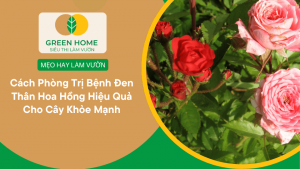 Cách Phòng Trị Bệnh Đen Thân Hoa Hồng Hiệu Quả Cho Cây Khỏe Mạnh缩略图