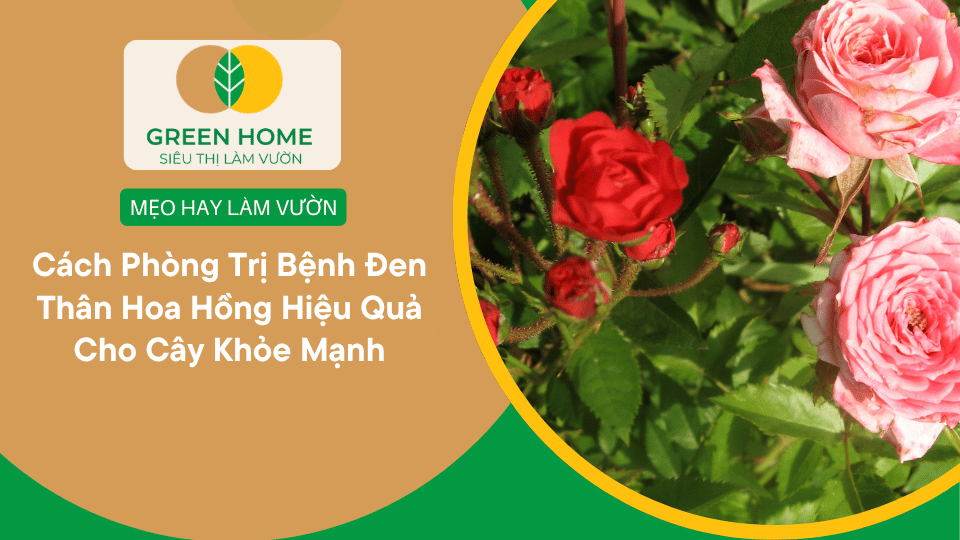 Cách Phòng Trị Bệnh Đen Thân Hoa Hồng Hiệu Quả Cho Cây Khỏe Mạnh缩略图