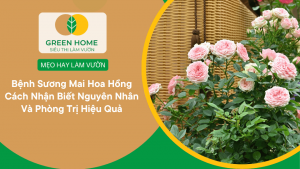 Bệnh Sương Mai Hoa Hồng Cách Nhận Biết Nguyên Nhân Và Phòng Trị Hiệu Quả缩略图