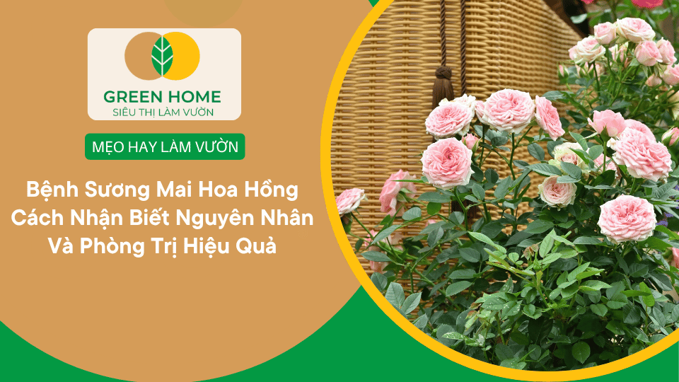 Bệnh Sương Mai Hoa Hồng Cách Nhận Biết Nguyên Nhân Và Phòng Trị Hiệu Quả缩略图