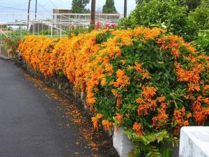 Top 15+ cây trồng hàng rào sân vườn đẹp, bền, dễ tạo hình缩略图
