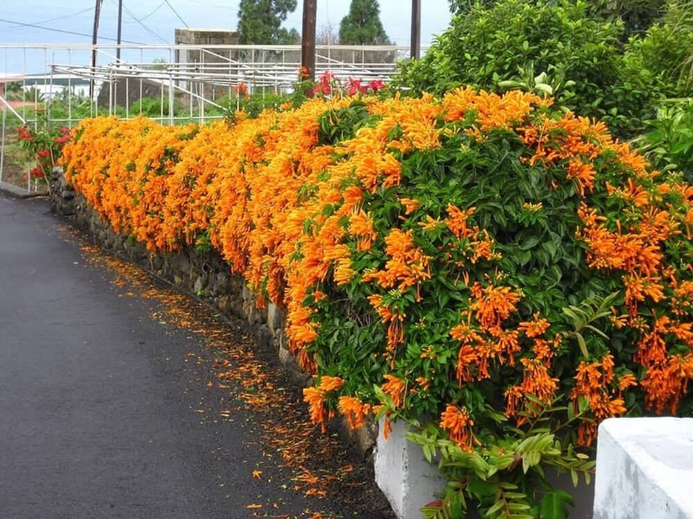 Top 15+ cây trồng hàng rào sân vườn đẹp, bền, dễ tạo hình缩略图