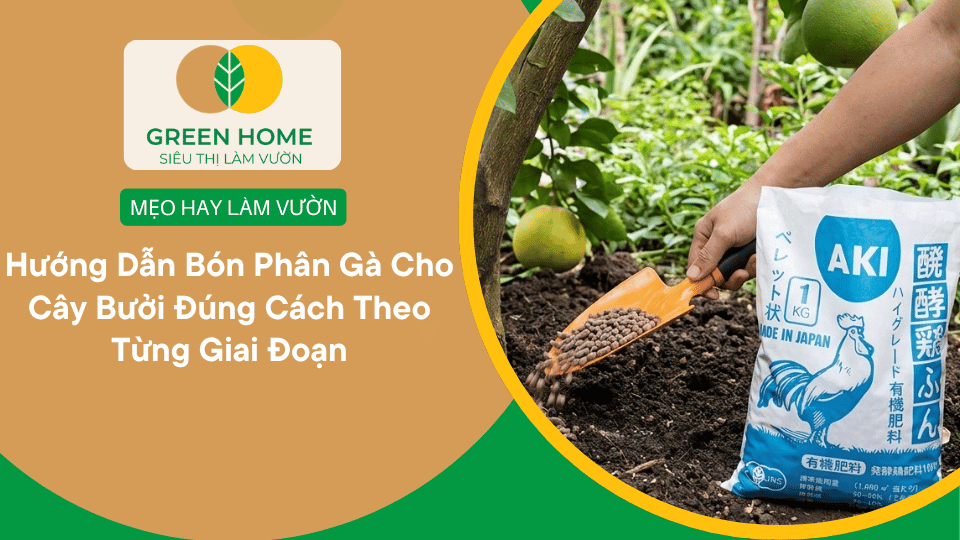 Hướng Dẫn Bón Phân Gà Cho Cây Bưởi Đúng Cách Theo Từng Giai Đoạn缩略图