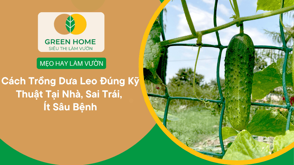 Cách Trồng Dưa Leo Đúng Kỹ Thuật Tại Nhà, Sai Trái, Ít Sâu Bệnh缩略图