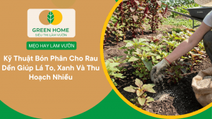 Kỹ Thuật Bón Phân Cho Rau Dền Giúp Lá To, Xanh Và Thu Hoạch Nhiều缩略图